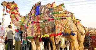 Camel Festival