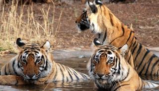 Golden tringle with Ranthambore