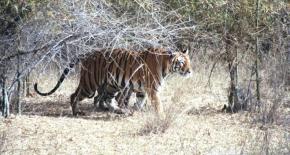 Tiger Tour