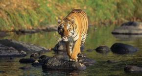 India Tiger Tour