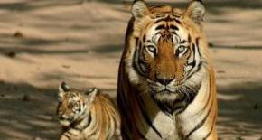 India Heritage & WildLife Tours