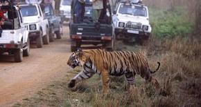 India Tiger Tour